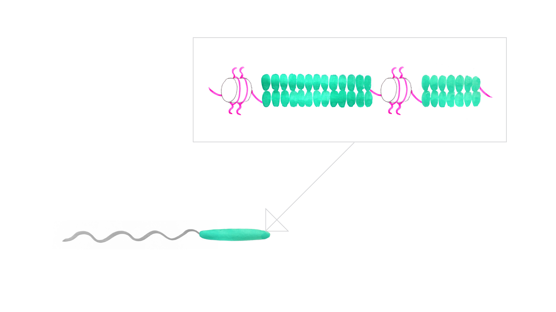 Epigenetics